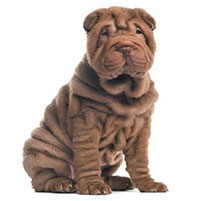 Đặc tính kỳ lạ của giống chó già 