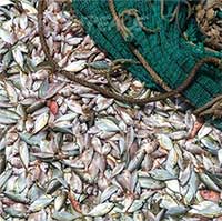 Vì sao cá khủng tràn ngập dưới đập Tam Hiệp nhưng tuyệt nhiên không ai dám đánh bắt?