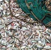 Vì sao cá khủng tràn ngập dưới đập Tam Hiệp nhưng tuyệt nhiên không ai dám đánh bắt?
