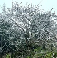 Mẫu Sơn xuống -2,2 độ sáng nay, miền Bắc rét đậm đến khi nào?