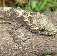 Bảo tồn loài tắc kè chỉ có ở Việt Nam