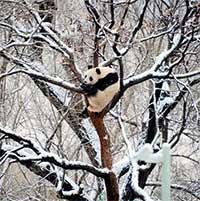 Bắc Kinh ghi nhận đợt rét dài kỷ lục trong 7 thập kỷ