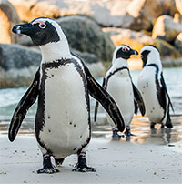 Biến đổi khí hậu khiến chim cánh cụt châu Phi không còn chỗ ở