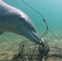 Những câu chuyện động vật gây sốt mạng năm 2023