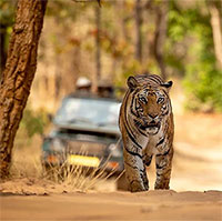 Quốc gia nào có số lượng hổ nhiều nhất trên hành tinh của chúng ta?