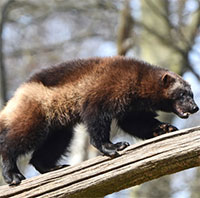 Kẻ săn mồi nào giỏi nhất và tệ nhất thế giới loài vật?