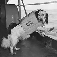 Điều thú vị về những chú chó trên các tàu Hải quân Mỹ