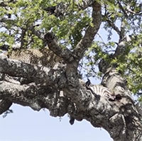 Rắn hổ mang dọa báo hoa mai vứt mồi bỏ chạy