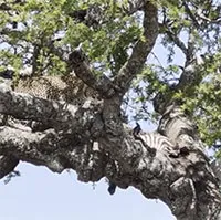 Rắn hổ mang dọa báo hoa mai vứt mồi bỏ chạy