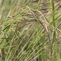 Pili - Loại cỏ đặc biệt biết chuyển động khi bị ướt