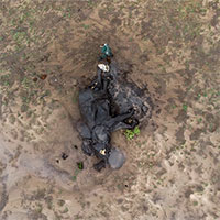 Cả trăm con voi chết khô do hạn hán nghiêm trọng tại Zimbabwe