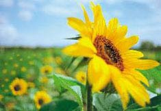 Sản xuất nhiêu liệu từ dầu hướng dương