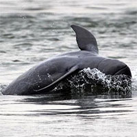 Myanmar phát hiện 3 cá heo con thuộc loài động vật cực kỳ nguy cấp