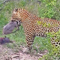 Lợn bướu bố chạy trốn bỏ lại gia đình cho báo hoa mai