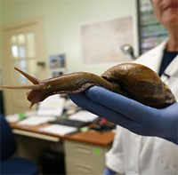 Những loài xâm hại tàn phá nước Mỹ