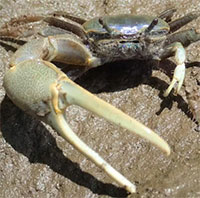 Còng di cư đe dọa đầm lầy Bắc Mỹ