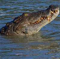 Cá sấu 4m nhảy lên thuyền tấn công ngư dân