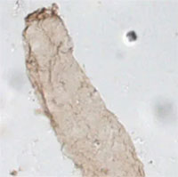 Phát hiện chấn động từ cơ thể sinh vật 1,75 tỉ tuổi ở Úc