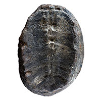 Lộ diện sinh vật quý báu hơn 100 triệu năm tuổi khiến giới khoa học hiểu nhầm suốt bấy lâu nay