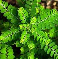 Bất ngờ với công dụng của cây chó đẻ răng cưa - loại cây mọc hoang tưởng như "vô dụng"