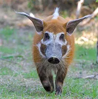 Red river hog - Loài lợn bảnh bao nhất thiên nhiên