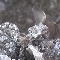 Loài rắn dùng đuôi giả làm nhện để dụ con mồi