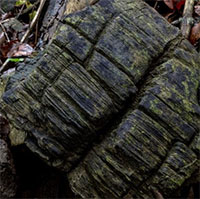 Phát hiện rừng đước hóa đá 23 triệu năm