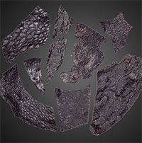 Phát hiện da hóa thạch quý hiếm trước cả thời khủng long