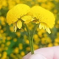 Loài hoa "tiến vua" mỗi năm chỉ nở một lần, có người mê mẩn mang về phủ kín cả sân thượng