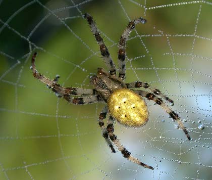Nhện cũng có... 