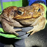 Australia kêu gọi tiêu diệt cóc mía xâm hại bằng cách đông lạnh