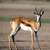 Tại sao linh dương lại được coi là vị vua của vườn thú?