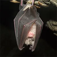 Vì sao động vật ăn nhiều đường mà không mắc bệnh tiểu đường?