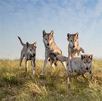 Sói xám có thể thống trị ở Bắc Mỹ nhưng tại sao lại bị hổ đánh gục ở Đông Bắc Á?