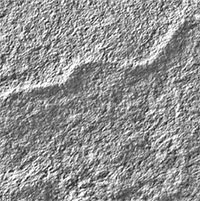 Hóa thạch 565 triệu năm tuổi ghi lại sự kiện quan trọng trong lịch sử tiến hóa của Trái đất