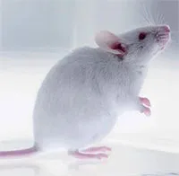 Thí nghiệm chú chuột cô đơn