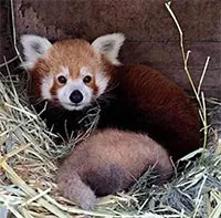 Gấu trúc đỏ "siêu khó sinh" đẻ con trong vườn thú