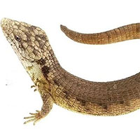 Mexico phát hiện loài thằn lằn hoàn toàn mới, đang có nguy cơ tuyệt chủng