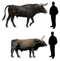 Hồi sinh một loài cổ xưa: Đưa bò rừng châu Âu thoát khỏi sự tuyệt chủng