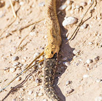 Rắn hổ mang Nam Phi nuốt chửng rắn độc