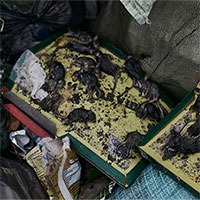 Đại dịch chuột: Kẻ thù chung đầy ám ảnh của binh sĩ Nga - Ukraine nơi chiến tuyến