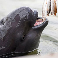 Bí ẩn về cá heo sông Dương Tử: Loài cá heo không vây nước ngọt duy nhất trên thế giới