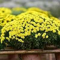 Cẩn thận các loại hoa trưng bày trong ngày Tết có thể gây dị ứng cho gia đình