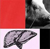 Gan heo - tia hy vọng cho bệnh nhân ghép tạng