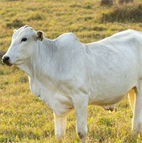 Nguồn gốc của con bò đắt nhất thế giới