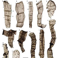 Xuất hiện sinh vật 1,6 tỉ năm 