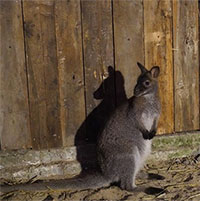 Thông tin mới nhất về 2 cá thể chuột túi tại Lào Cai