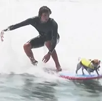 Video: Chú chó cưỡi sóng tài tình ngoài khơi biển Peru