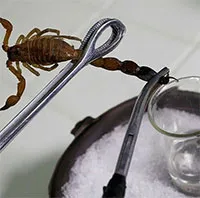 Tinh chất bọ cạp có trị được ung thư?