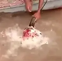 Cá Piranha có thể "xả thịt" đầu bò nhanh đến mức nào?
